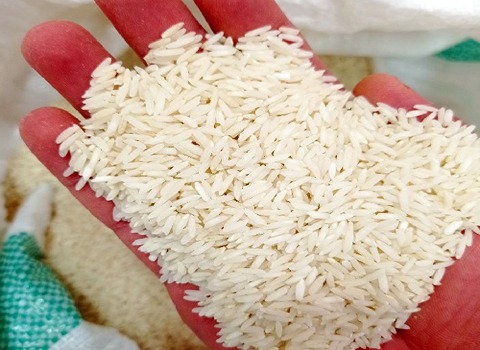 تصویر 3 از قیمت خرید برنج طارم هاشمی کشت دوم + فروش ویژه